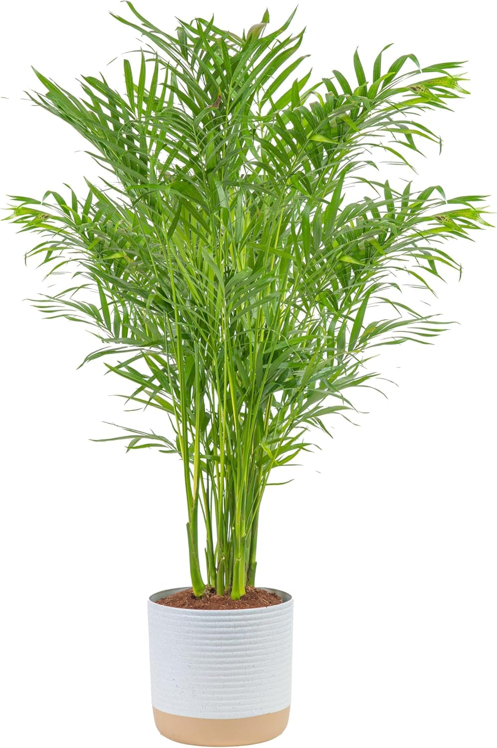 Beautiful ZZ Plant studies show this plant may help improve memory and concentration