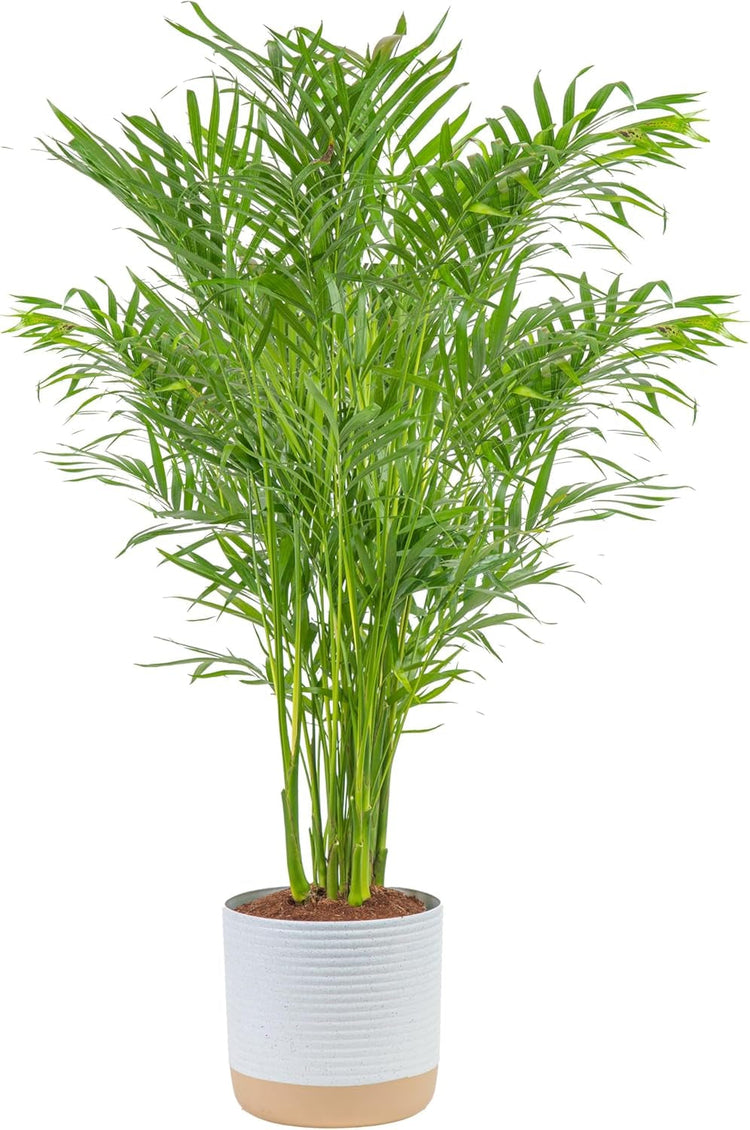 Beautiful ZZ Plant studies show this plant may help improve memory and concentration