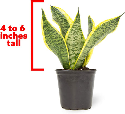 Live Snake Plant, Sansevieria Trifasciata Superba, Fully Rooted Indoor House Plant in Pot, Mother in Law Tongue 