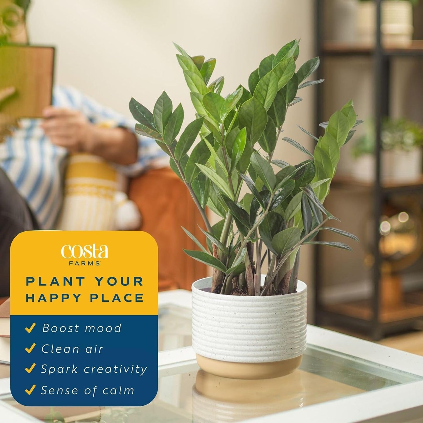 ZZ Plant, Live Indoor Houseplant in Modern Decor Planter, Natural Air Purifier in Potting Soil, Gift for Plant Lovers, Birthday Gift, Tabletop Living Room Decor, Desk Decor, 12-Inches Tall