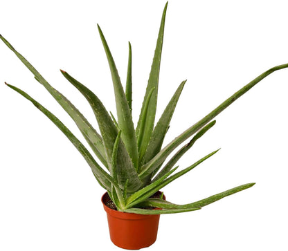 Aloe Vera Live Plant for Indoor | Different Houseplants in 4'' & 6'' Pot | Real House Plant for Living Room, Office, Desk & Bathroom