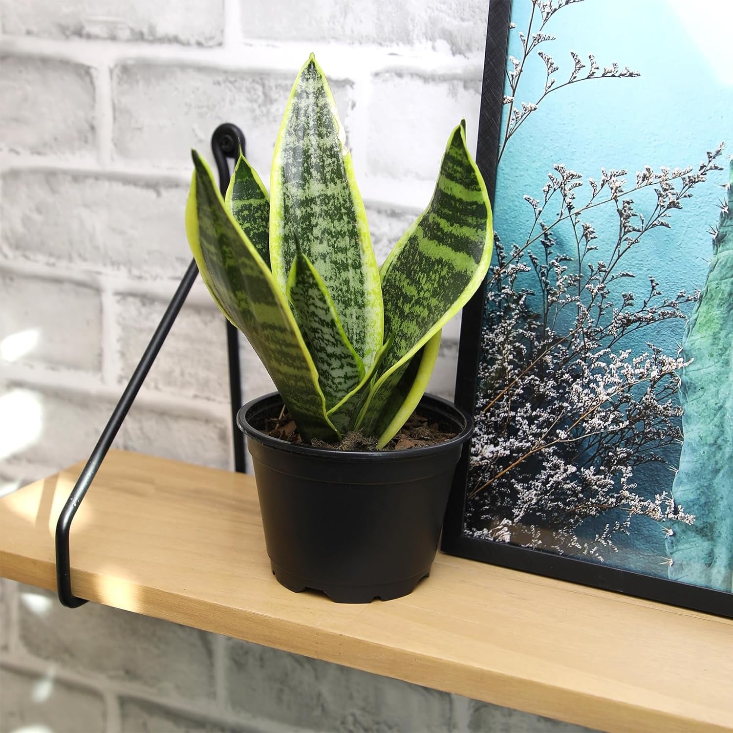 Live Snake Plant, Sansevieria Trifasciata Superba, Fully Rooted Indoor House Plant in Pot, Mother in Law Tongue 