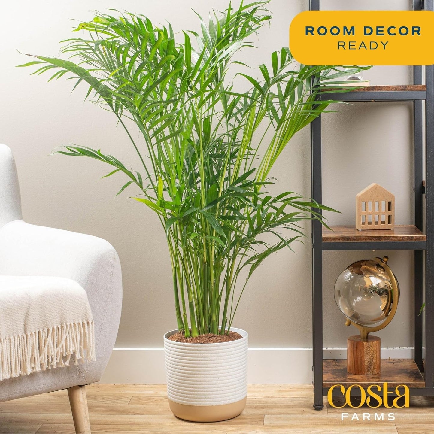 Cat Palm, Live Indoor Houseplant in Garden Plant Pot, Floor House Plant Potted in Potting Soil, Housewarming Gift for New Home, Living Room, Office, Patio Palm Tree Decor, 3-4 Feet Tall