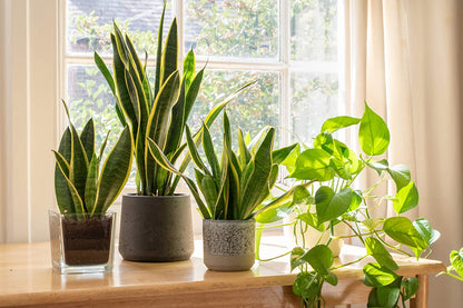 Live Snake Plant, Sansevieria Trifasciata Superba, Fully Rooted Indoor House Plant in Pot, Mother in Law Tongue 