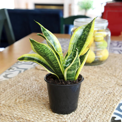 Live Snake Plant, Sansevieria Trifasciata Superba, Fully Rooted Indoor House Plant in Pot, Mother in Law Tongue 