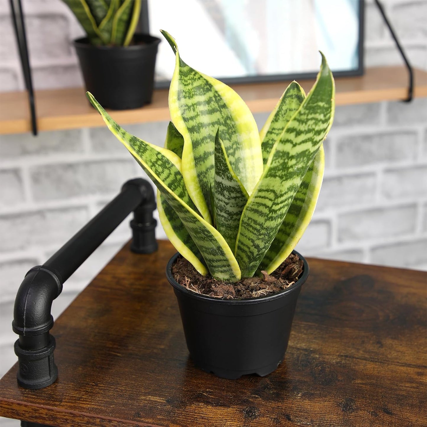 Live Snake Plant, Sansevieria Trifasciata Superba, Fully Rooted Indoor House Plant in Pot, Mother in Law Tongue 