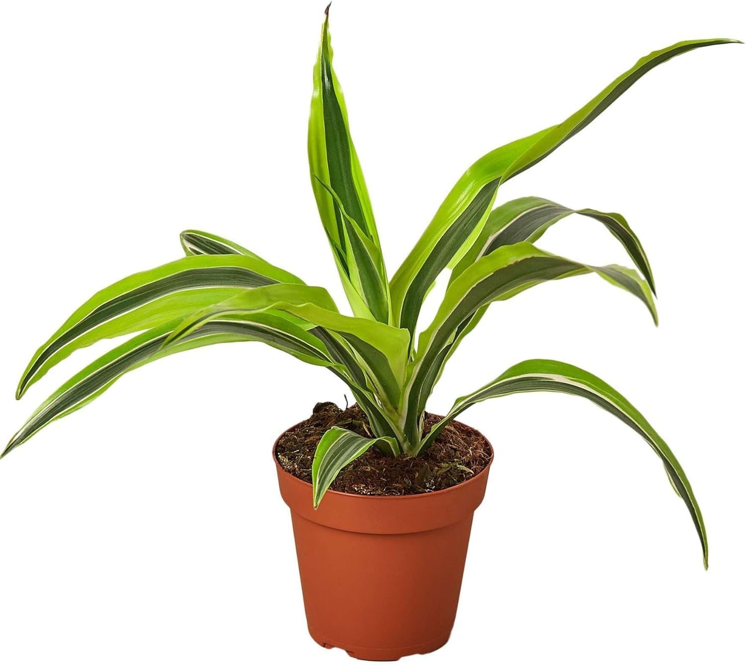 Dracaena Deremensis Lemon Surprise Live Plant for Indoor | Different Houseplants in 4'' & 6'' Pot | Real House Plant for Living Room, Office, Desk & Bathroom | Dragon Tree