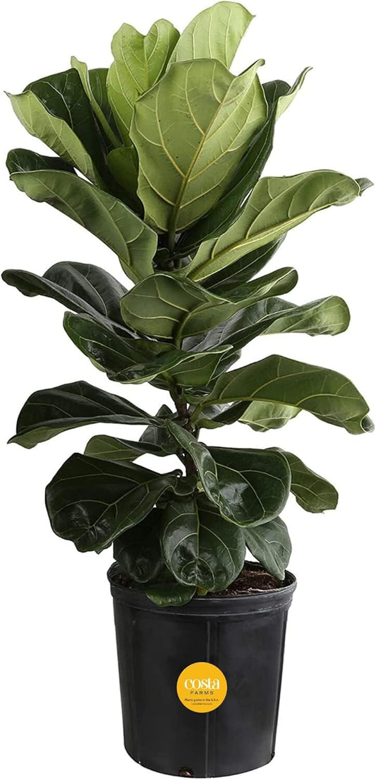 Fiddle Leaf Fig, Live Indoor Ficus Lyrata Floor Plant, Tropical Houseplant Potted in Nursery Planter, Housewarming, Birthday, Office and Living Room Decor, 2-3 Feet Tall