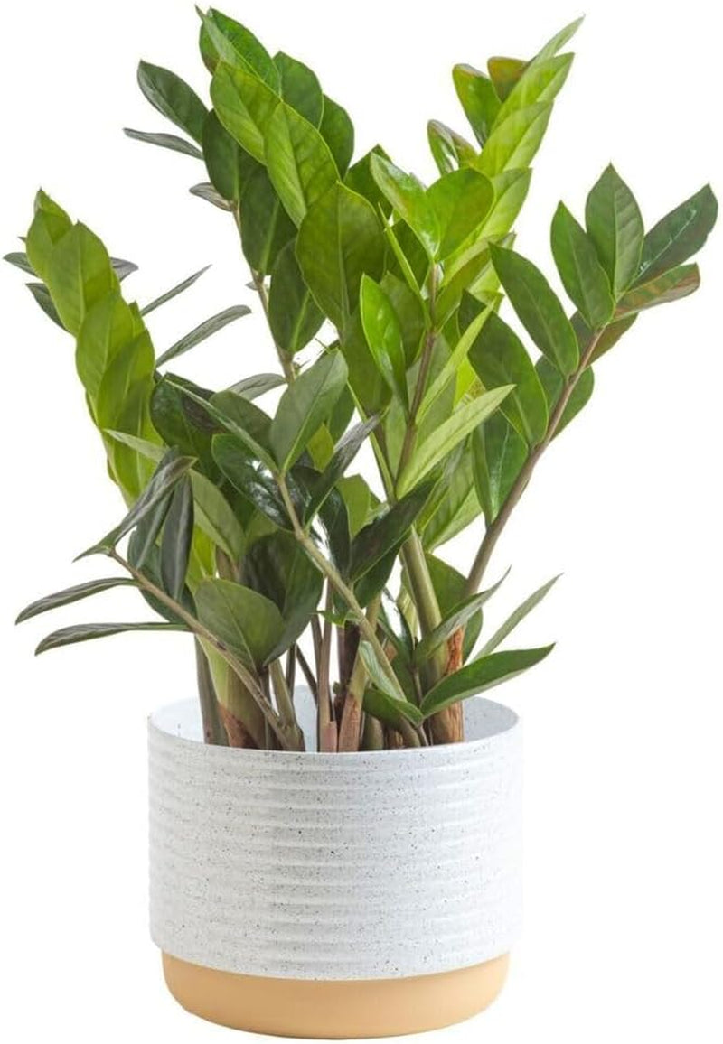 ZZ Plant, Live Indoor Houseplant in Modern Decor Planter, Natural Air Purifier in Potting Soil, Gift for Plant Lovers, Birthday Gift, Tabletop Living Room Decor, Desk Decor, 12-Inches Tall