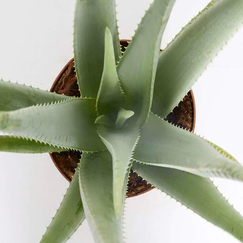 Aloe Vera Live Plant for Indoor | Different Houseplants in 4'' & 6'' Pot | Real House Plant for Living Room, Office, Desk & Bathroom