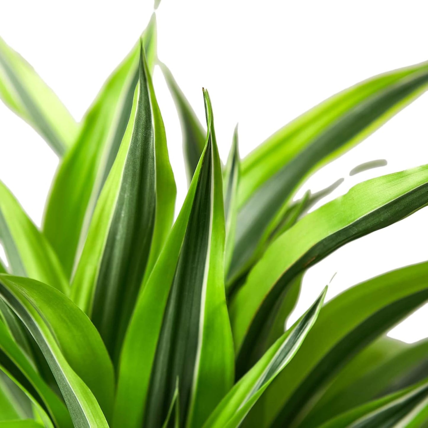 Dracaena Deremensis Lemon Surprise Live Plant for Indoor | Different Houseplants in 4'' & 6'' Pot | Real House Plant for Living Room, Office, Desk & Bathroom | Dragon Tree