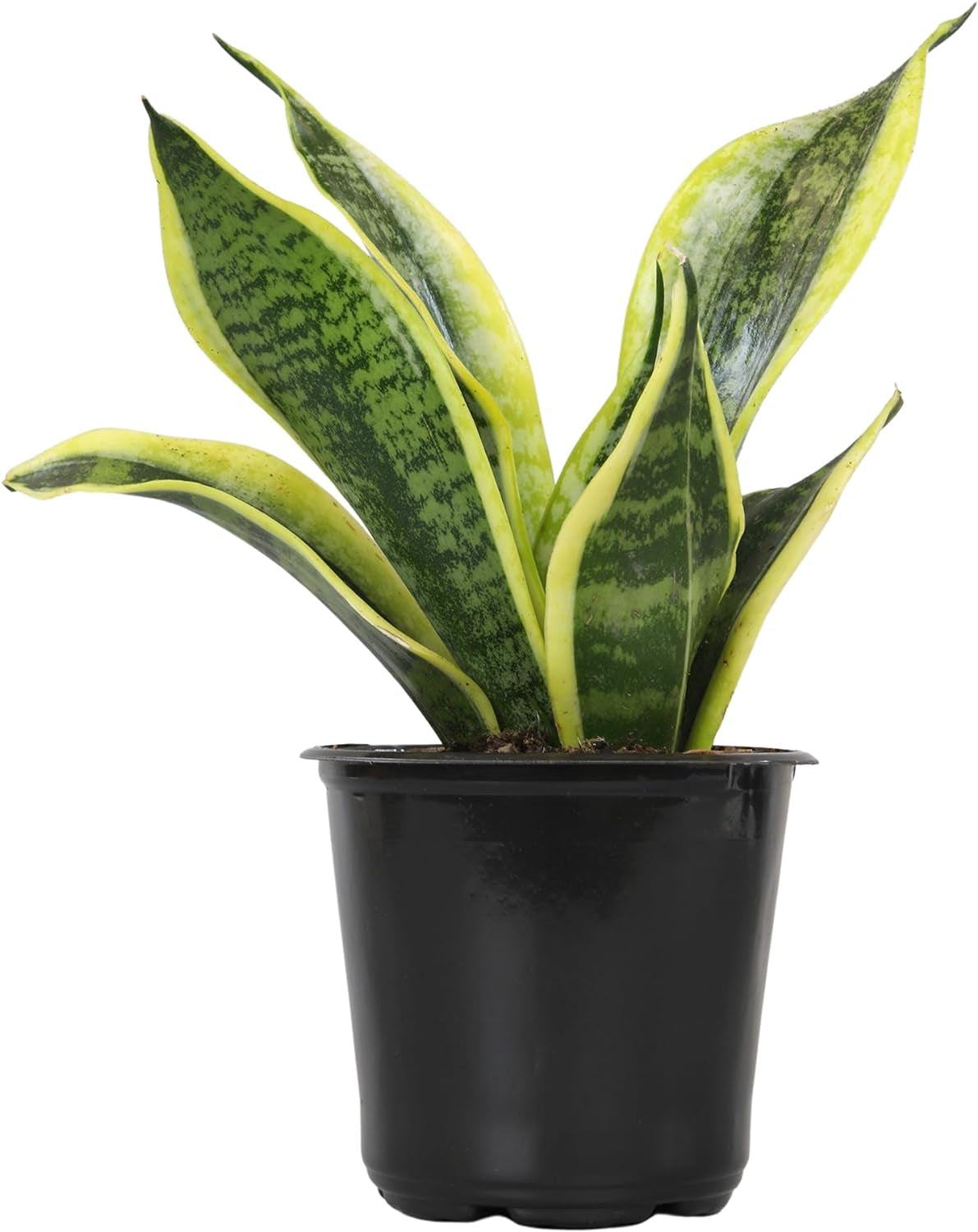 Live Snake Plant, Sansevieria Trifasciata Superba, Fully Rooted Indoor House Plant in Pot, Mother in Law Tongue 