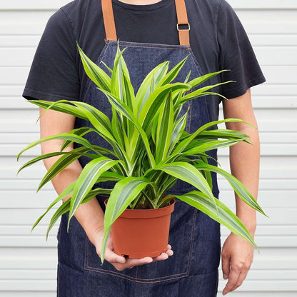 Dracaena Deremensis Lemon Surprise Live Plant for Indoor | Different Houseplants in 4'' & 6'' Pot | Real House Plant for Living Room, Office, Desk & Bathroom | Dragon Tree