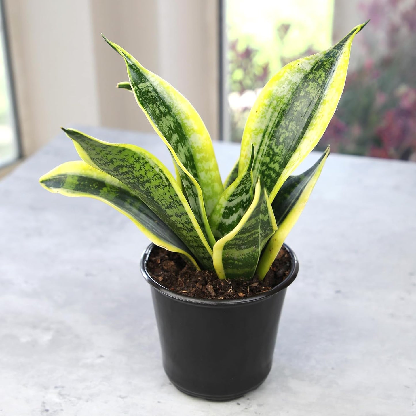 Live Snake Plant, Sansevieria Trifasciata Superba, Fully Rooted Indoor House Plant in Pot, Mother in Law Tongue 