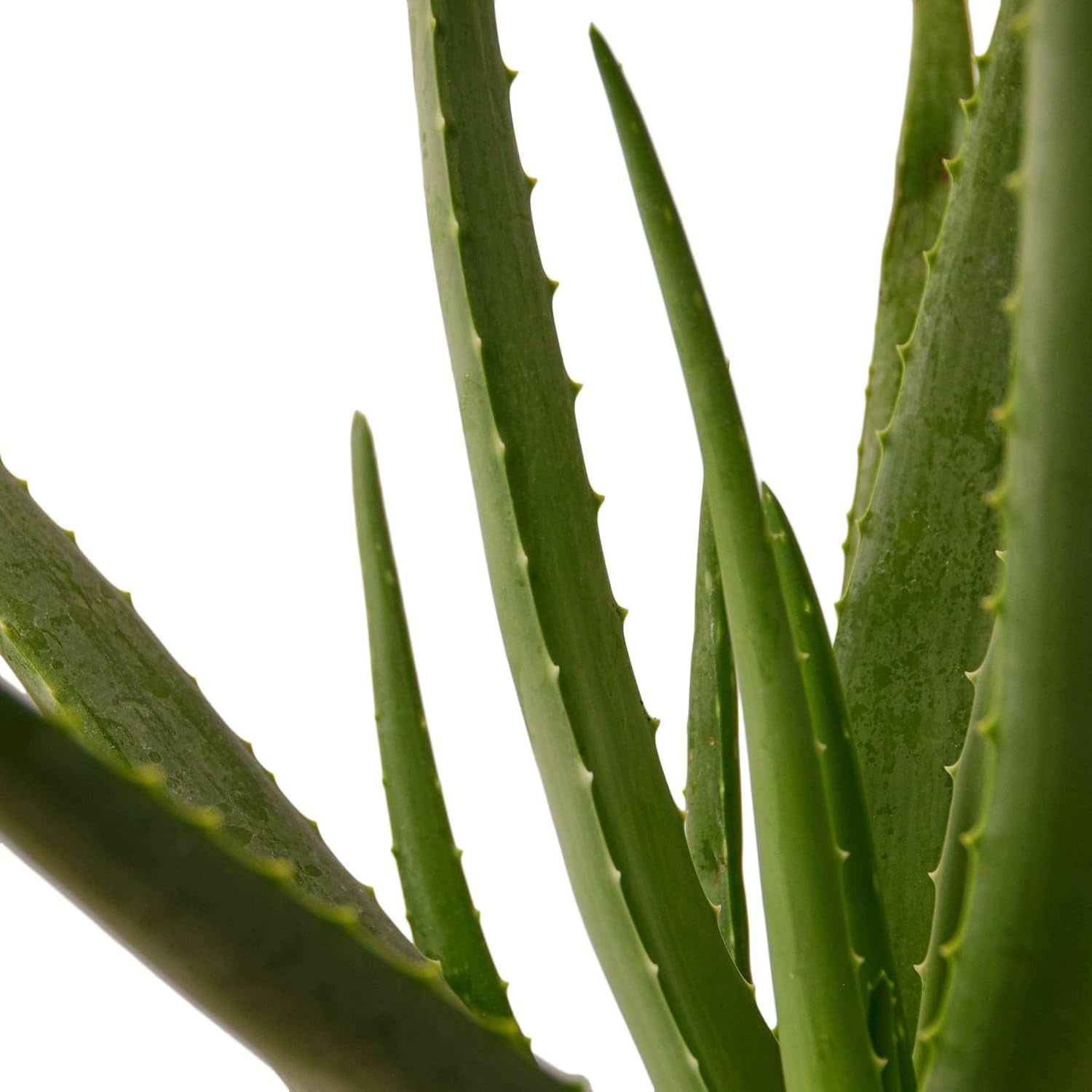 Aloe Vera Live Plant for Indoor | Different Houseplants in 4'' & 6'' Pot | Real House Plant for Living Room, Office, Desk & Bathroom