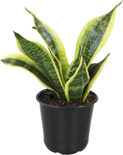 Live Snake Plant, Sansevieria Trifasciata Superba, Fully Rooted Indoor House Plant in Pot, Mother in Law Tongue 