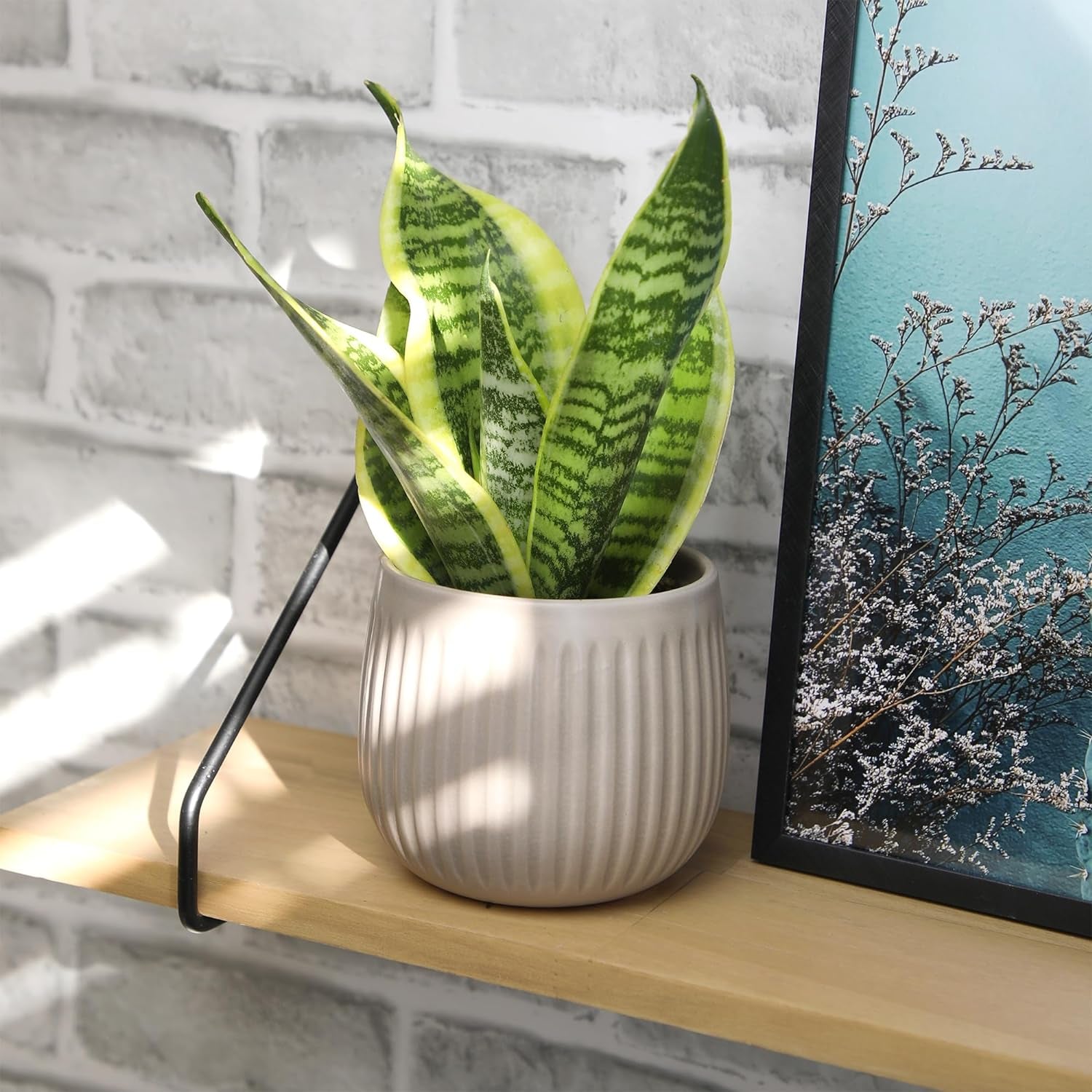 Live Snake Plant, Sansevieria Trifasciata Superba, Fully Rooted Indoor House Plant in Pot, Mother in Law Tongue 